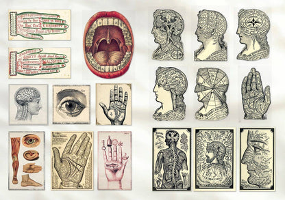 The Curious Collectibles Sticker Book